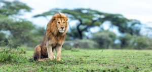 Lion de Tanzanie